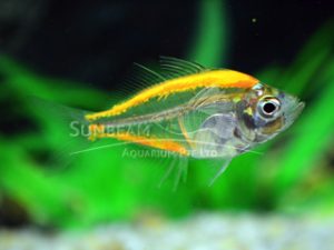 Fresh Water Fish - Sunbeam Aquarium Singapore
