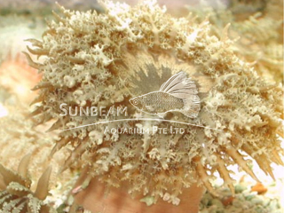 Sand Flower Anemone