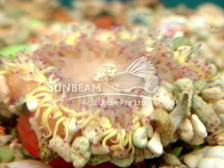 Red Base Sand Flower Anemone