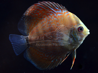 LEOPARD SNAKE DISCUS