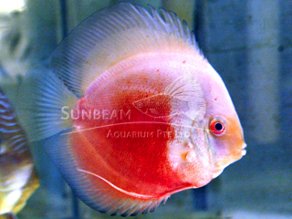 RED & WHITE DISCUS