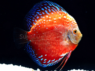 RED STARDUST DISCUS