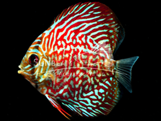 RED TURQUOISE DISCUS