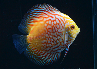PIGEON CHECKERBOARD DISCUS