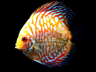 YELLOW CHECKERBOARD DISCUS