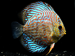 RED TURQUOISE LEOPARD DISCUS
