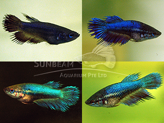 female assorted crown tail