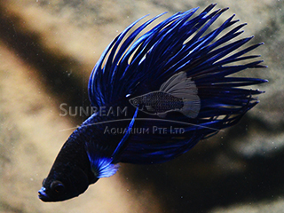 male blue crown tail