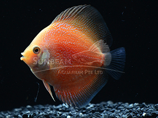 SNAKESKIN RED DISCUS