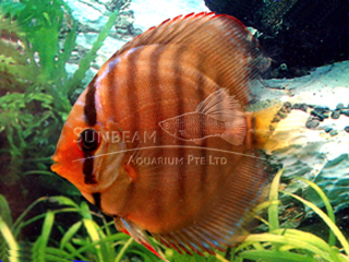 RED ALENCER DISCUS