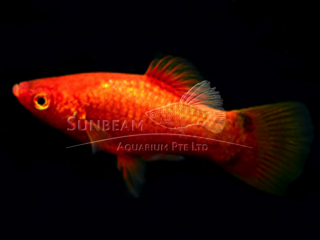 red moon platy