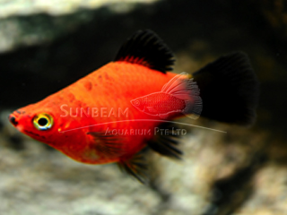 red balloon wagtail platy