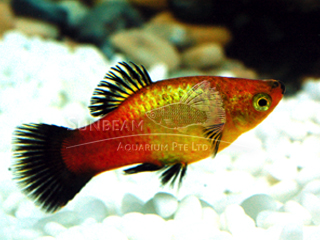 red wagtail neon platy