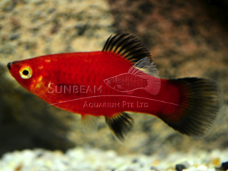 red wagtail platy