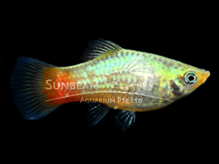blue coral platy