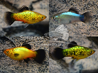 assorted neon wagtail platy