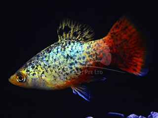 blue coral calico platy