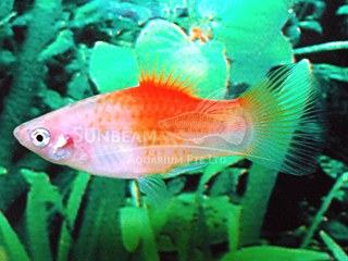red top yellow platy