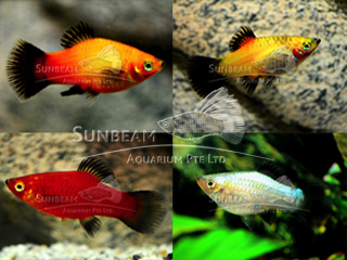 assorted wagtail platy 