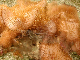 l. tentacles soft mushroom-baby