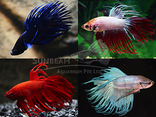 male assorted crown tail
