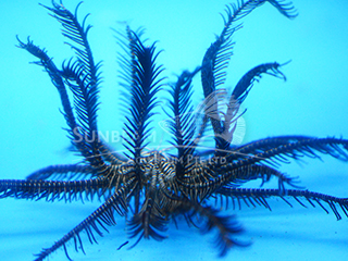 black/brown feather star