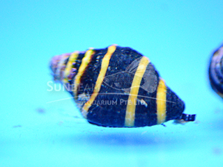 bumble bee snail