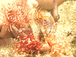 asorted tube worm