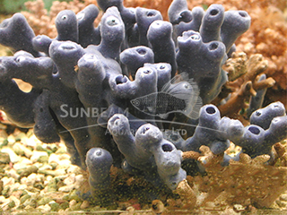 blue sponges (tubular)
