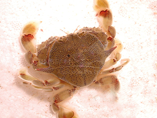 blue-spotted swimmer crab