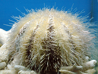 color sea urchin