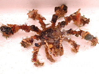decorated (spider) crab