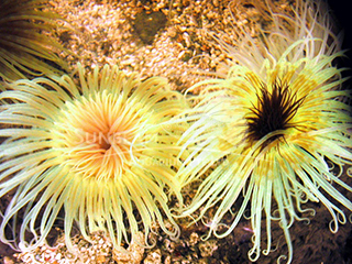 green tube anemone