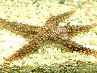 jewel sea star