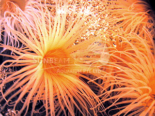 orange tube anemone