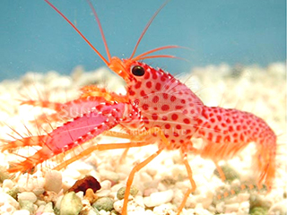 red-purple lobster