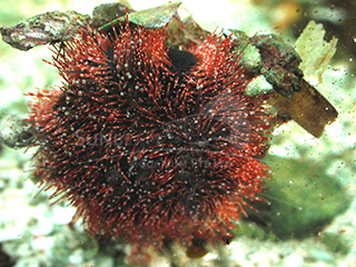 red sea urchin