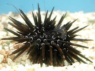 white spotted sea urchin