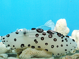 Black Spotted Sea Slug