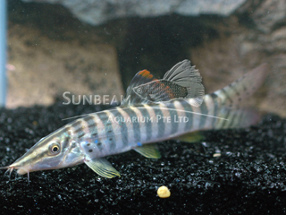 Spotted Banded Loach