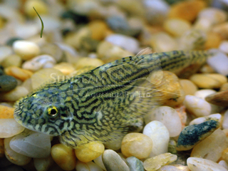Gold Ring Butterfly Loach