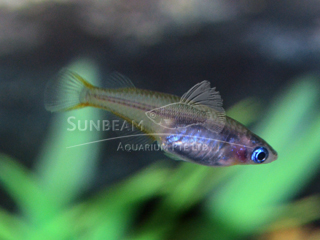 Sulawesi Ricefish Killiefish (male)