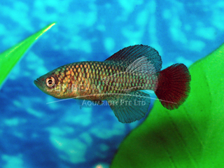 Red Tail Turquoise Killiefish (Male)