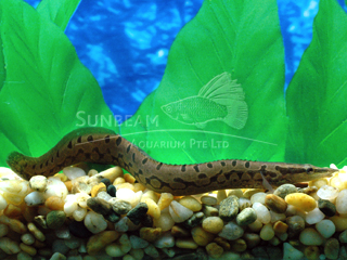 White-spotted Spiny Eel