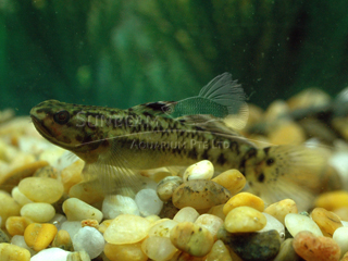 Fairy Fin Goby