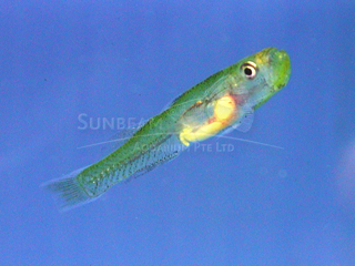 Neon Glass Goby