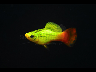 Multicolor VARIATUS Platy 