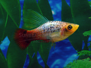 Multicolor Hi-fin VARIATUS Platy 