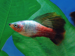 Rainbow Hifin VARIATUS Platy 