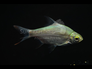 Tinfoil Red Tail Barb